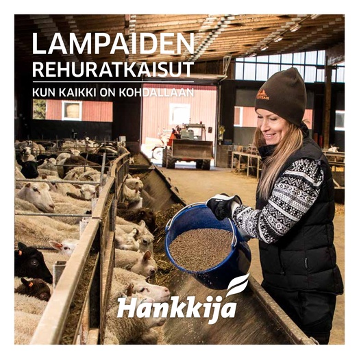 Lampaiden rehuratkaisut – Kun kaikki on kohdallaan