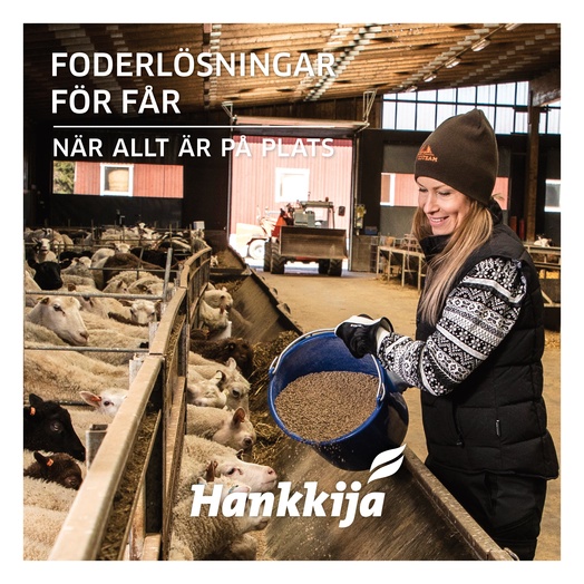 Foderlösningar för får